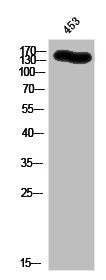 KIT Antibody