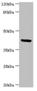 GOLM1 Antibody