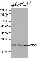 GPX1 Antibody