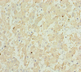 GPX5 Antibody