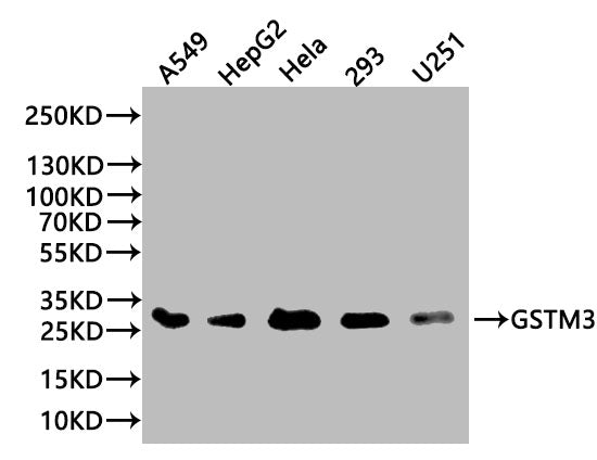 GSTM3 Antibody