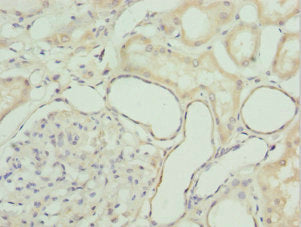 GZMH Antibody