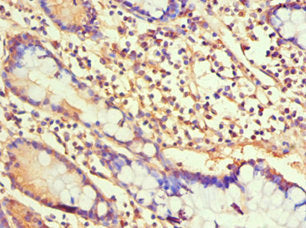 H1F0 Antibody
