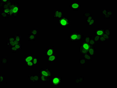 Mono-methyl-H1F0 (K11) Antibody