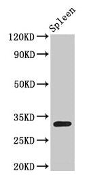 H1F0 (Ab-11) Antibody