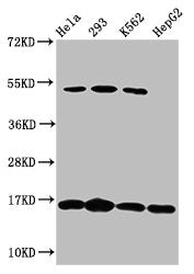H2AFX (Ab-139) Antibody
