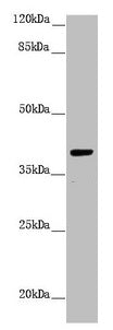 H2AFY Antibody