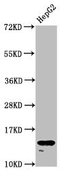 H2AFZ (Ab-4) Antibody