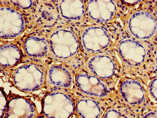 HAAO Antibody
