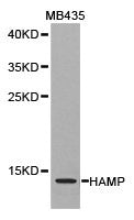 HAMP Antibody