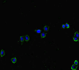 HAS2 Antibody