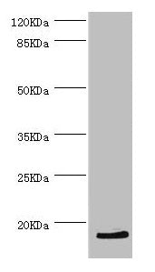 HBZ Antibody