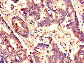 HCFC1 Antibody