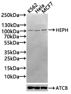 HEPH Antibody