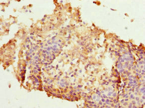 HEXIM1 Antibody