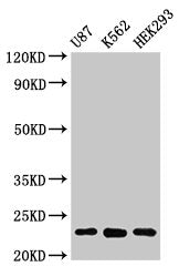 HIST1H1B (Ab-137) Antibody