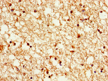 HIST1H1B (Ab-48) Antibody