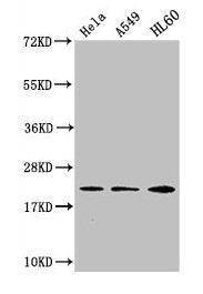 HIST1H1C (Ab-109) Antibody