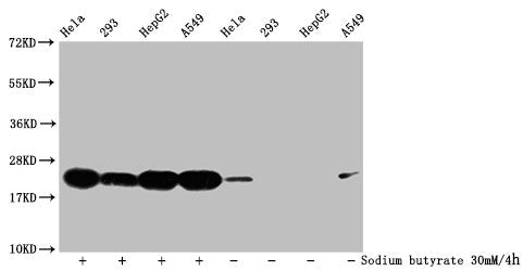 Formyl-HIST1H1C (K96) Antibody