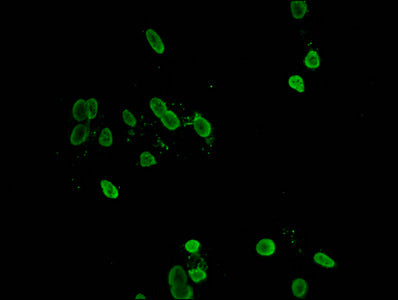 HIST1H1C (Ab-158) Antibody