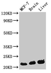 HIST1H1C (Ab-33) Antibody