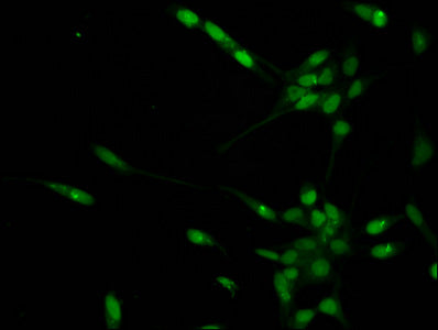 Mono-methyl-HIST1H1D (K16) Antibody