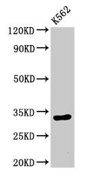HIST1H1E (Ab-33) Antibody