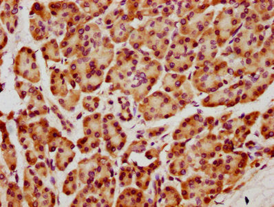 HIST1H2AB Antibody