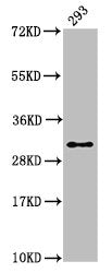 HIST1H2AG (Ab-9) Antibody