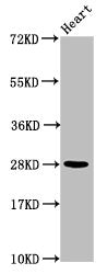 HIST1H2AG (Ab-36) Antibody