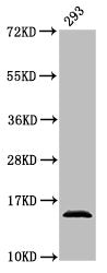 HIST1H2AG (Ab-36) Antibody