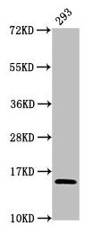 HIST1H2AG (Ab-118) Antibody