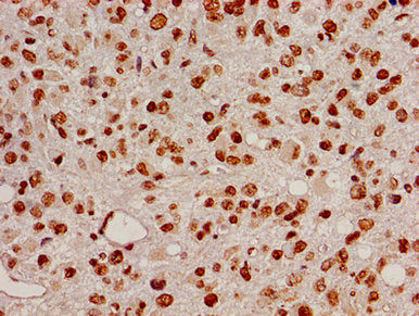 HIST1H2BB (Ab-5) Antibody