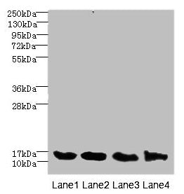 HIST1H3A Antibody