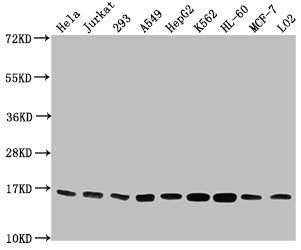 Tri-methyl-HIST1H3A (K4) Antibody