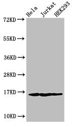 HIST1H3A (Ab-10) Antibody
