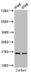 Mono-methyl-HIST1H3A (K4) Antibody