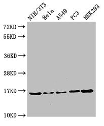 HIST1H3A (Ab-27) Antibody