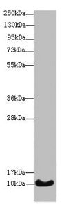 HIST1H4A Antibody