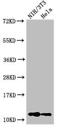 HIST1H4A (Ab-3) Antibody