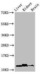 HIST1H4A (Ab-5) Antibody