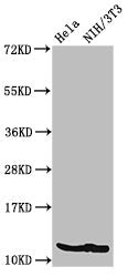 HIST1H4A (Ab-12) Antibody