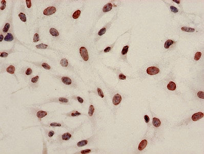 Acetyl-HIST1H4A (K8) Antibody