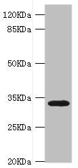 HMGCL Antibody
