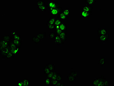 HOXC6 Antibody