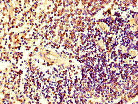 HRAS Antibody