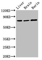 Hspa5 Antibody