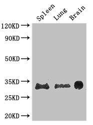 PITX3 Antibody