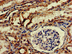 HTRA2 Antibody