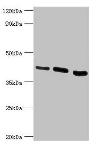 HTRA2 Antibody